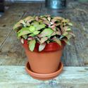 Picture of Terracotta Flower Pot & Saucer - 17cm - Red Glazed