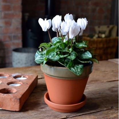 Picture of Terracotta Flower Pot & Saucer - 13cm - Green Glazed