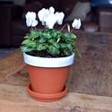 Picture of Terracotta Flower Pot & Saucer - 13cm - White Glazed