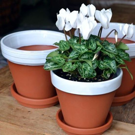 Picture of Terracotta Flower Pot & Saucer - 13cm - White Glazed