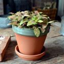 Picture of Terracotta Flower Pot & Saucer - 15cm - Green Glazed