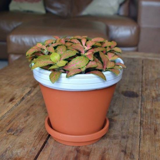 Picture of Terracotta Flower Pot & Saucer - 15cm - White Glazed