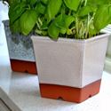 Picture of Windowsill Herb Pot - Mushroom