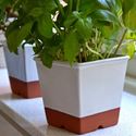 Picture of Windowsill Herb Pot - Cream