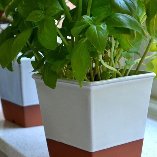 Picture of Windowsill Herb Pot - Cream