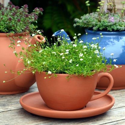 Picture of Teacup Planter - Small
