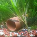 Picture of Fish Tube - 4cm Diam. | Open Both Ends