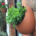 Picture of Egg Wall Pot - Small