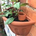 Picture of Wall Pot Waterer