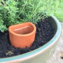 Picture of Plant Pot Waterer - Small