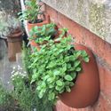 Picture of Egg Wall Pot - Small