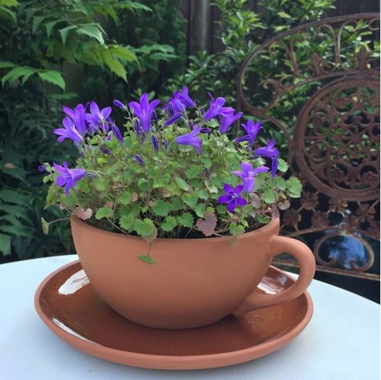Teacup Planter Large Teacup Planter Large
