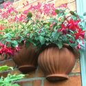 Picture of Malay Wall Pot