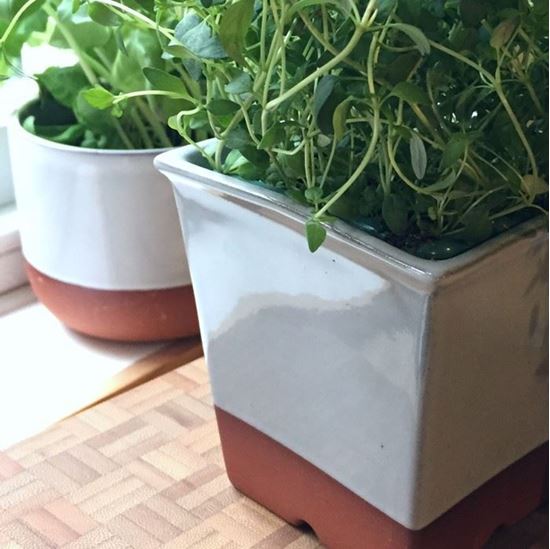 Picture of Windowsill Herb Pot - Pale Grey