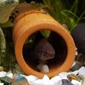 Picture of Fish Tube - 4cm Diam. | Open Both Ends