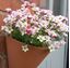 Picture of Cone Wall Planter