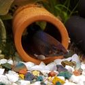 Picture of Fish Tube - 4cm Diam. | Open Both Ends