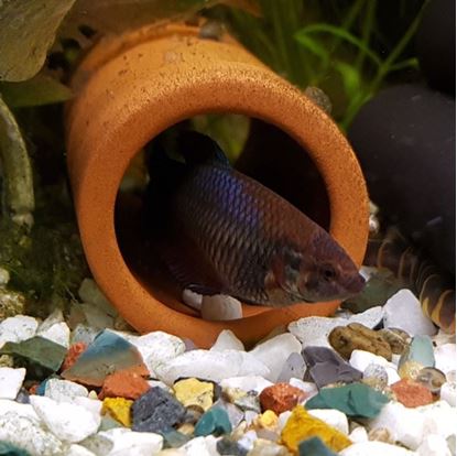 Picture of Fish Tube - 4cm Diam. | Open Both Ends