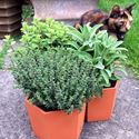 Picture of Terracotta Herb Pots / Herb Wheel 