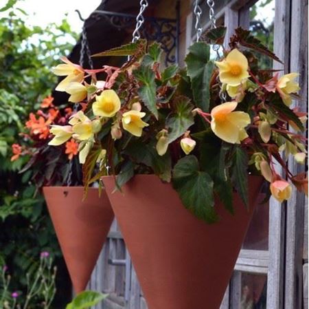 Picture for category Garden