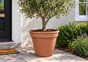Picture of Terracotta Plant Pot - F37  (37cm dia) 