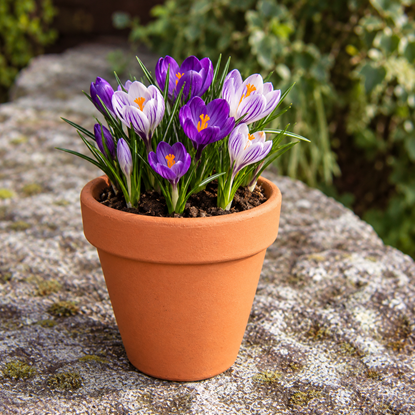 Picture of Terracotta Plant Pots - F9 (9 cm dia)