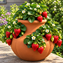 Picture of Strawberry Herb Pot